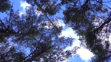 Güzel sonbahar çam ormanlarında aşağıdan yukarıya doğru ilerliyorlar. 4k drone görüntüsü.