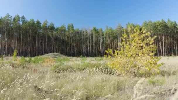 空中移動進む美しい秋に続く晴れた日には野生の森の松 4Kドローン映像 — ストック動画