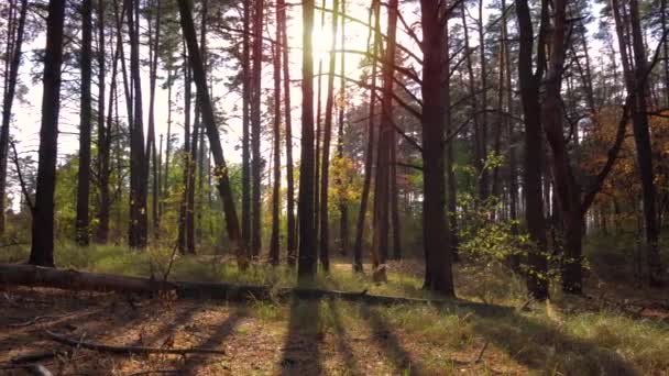 Mouvement à partir d'une altitude aérienne le long de la belle forêt de pins sauvages d'automne pendant le coucher du soleil du soir. Images de drone 4K .