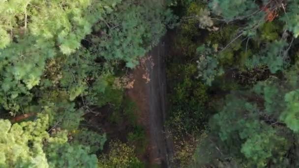 Vue Aérienne Dessus Pour Monter Dessus Forêt Pins Tournage Vidéo — Video