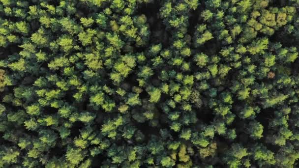 Вид Сверху Высоты Птичьего Полета Вдоль Соснового Леса Видеосъемка Беспилотника — стоковое видео