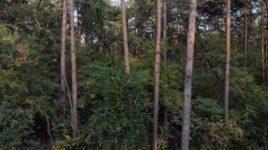 Güneşli bir günde güzel bir sonbahar çam ormanında hava harekatı devam ediyor. 4k drone görüntüsü.