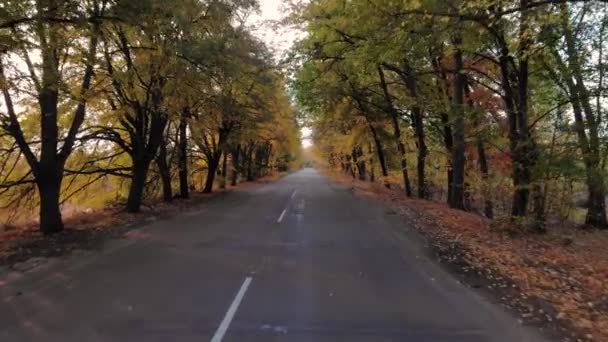 Pohyb Výšky Antény Podél Silnice Krásném Podzimním Lese Záběry Dronu — Stock video