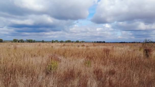 Oekraïense Traditionele Steppe Herfst Veld Landschap Vliegen Velden Met Bomen — Stockvideo