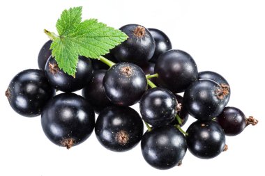 Beyaz arka planda yeşil yapraklı olgun kuşüzümü dalı