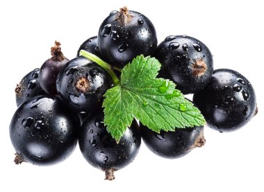 Beyaz arka planda yeşil yapraklı olgun kuşüzümü dalı