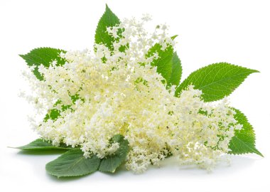 Beyaz arka planda mürver çiçeklenme.