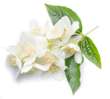 Beyaz izole yasemin çiçekleri blooming.