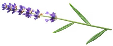 Beyaz arkaplanda Lavandula ya da lavanta.