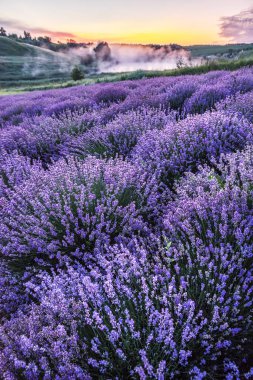 Renkli çiçek açan lavandula ya da şafak vakti lavanta tarlası