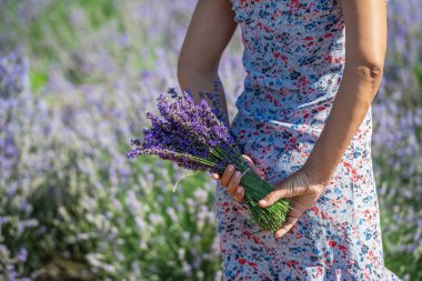 Bir demet çiçek açan lavanta kadının ellerinde. Lavanta tarlası 