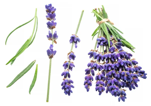 Stelletje lavandula of lavendel bloemen op witte achtergrond. — Stockfoto