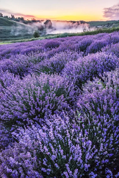Colorful flowering lavandula or lavender field in the dawn light — Stock Photo, Image