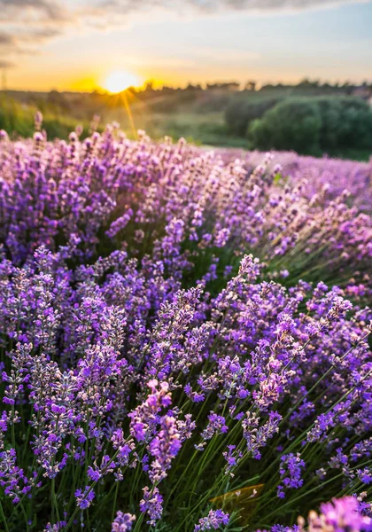 Bunt blühende Lavendel- oder Lavendelfelder im Morgenlicht — Stockfoto