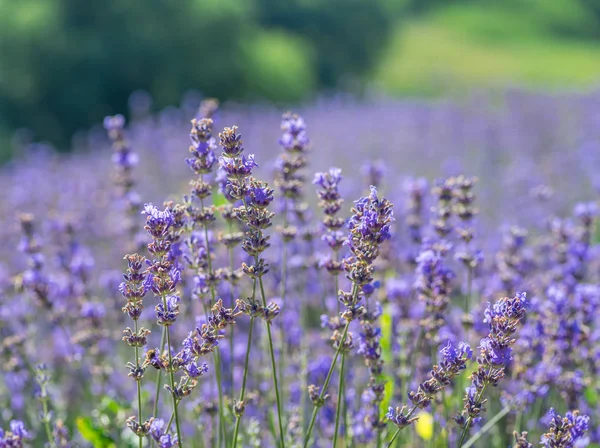 Kleurrijke bloeiende lavendelstruik van dichtbij. Prachtige natuur bac — Stockfoto