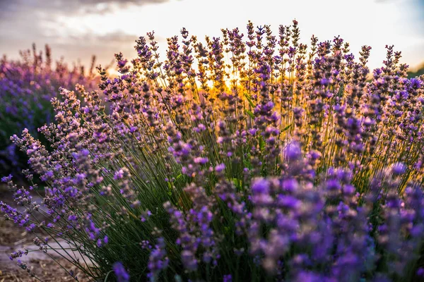 夜明けの光の中でカラフルな開花ラベンダーやラベンダー畑 — ストック写真