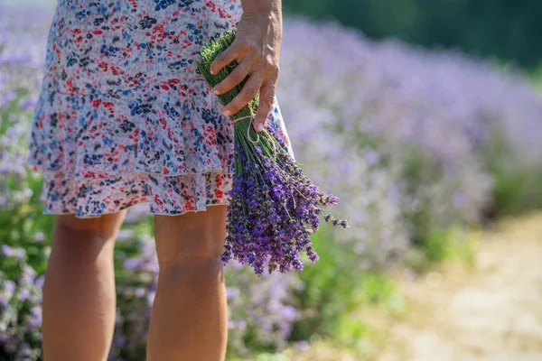 一束盛开的薰衣草在女人的手里。 薰衣草场 — 图库照片