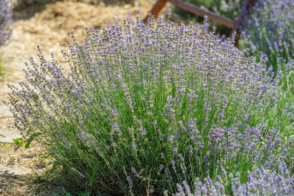 Lavandula florida colorida ou arbusto de lavanda. Fundo da natureza — Fotografia de Stock