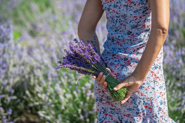 一束盛开的薰衣草在女人的手里。 薰衣草场 — 图库照片