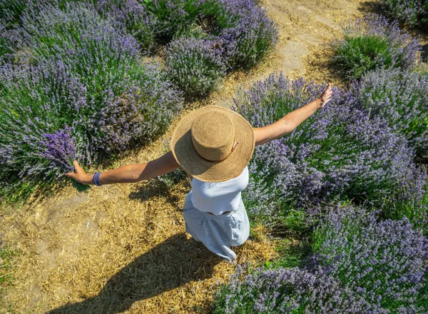 Mulher caminhando no campo de lavanda florido e coleta de fluxo — Fotografia de Stock