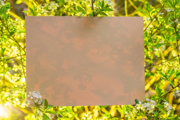 Papier blank zwischen Kirschzweigen in Blüte. — Stockfoto