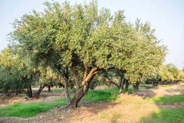 Giardino degli ulivi . — Foto Stock