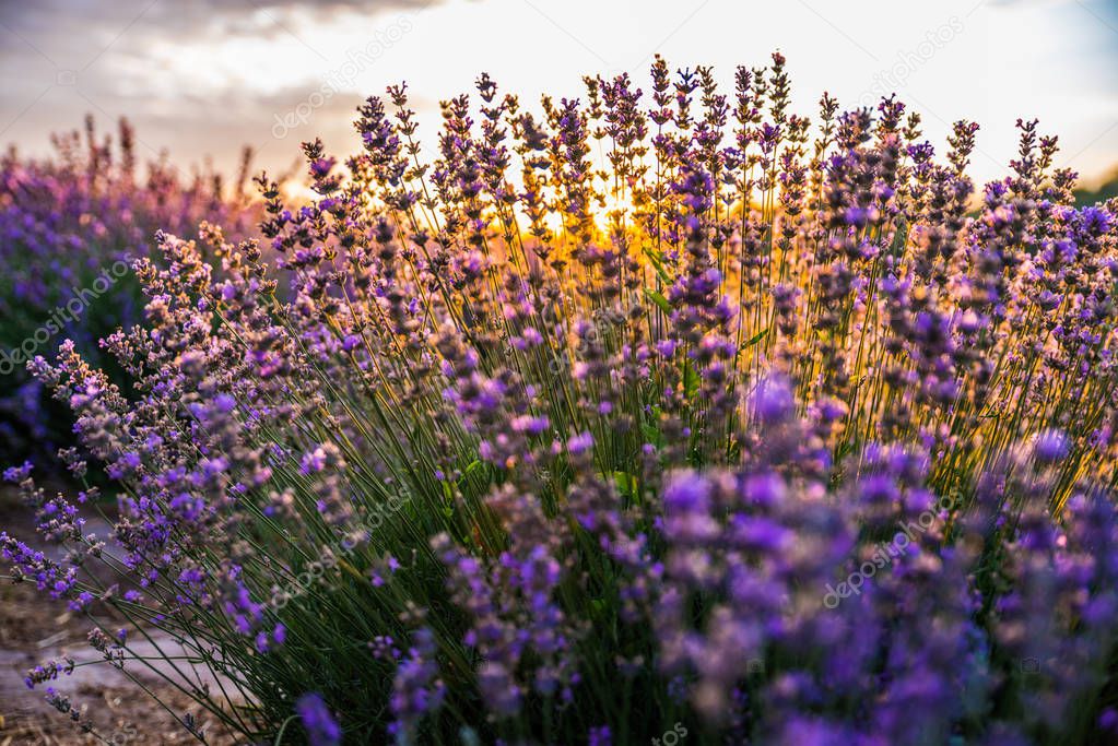 Colorful flowering lavandula or lavender field in the dawn light