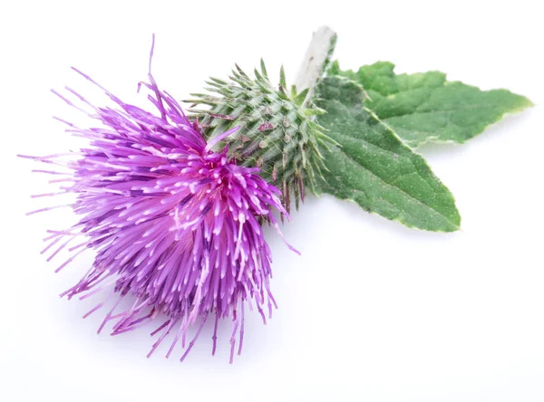 Mjölk tistel (Silybum) blomma isolerat på den vita bakgrunden. — Stockfoto