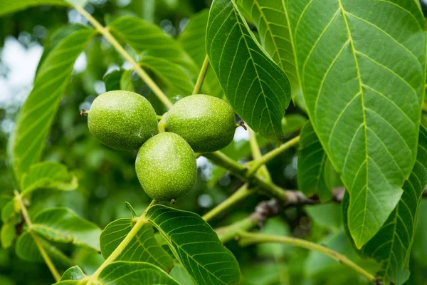 Nueces. Fondo alimentario . — Foto de Stock