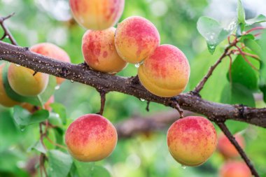 Meyve bahçesinde olgun kayısılar. Doğa arkaplanı.