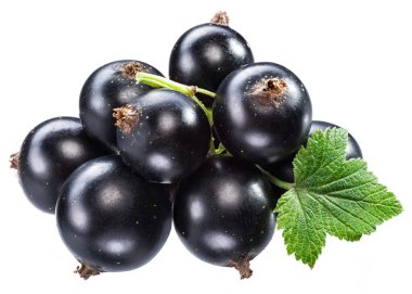 Beyaz arka planda yeşil yapraklı olgun kuşüzümü dalı. Makro çekim.