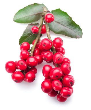 Beyaz arka planda Avrupa Holly (Ilex) yaprakları ve meyveleri.