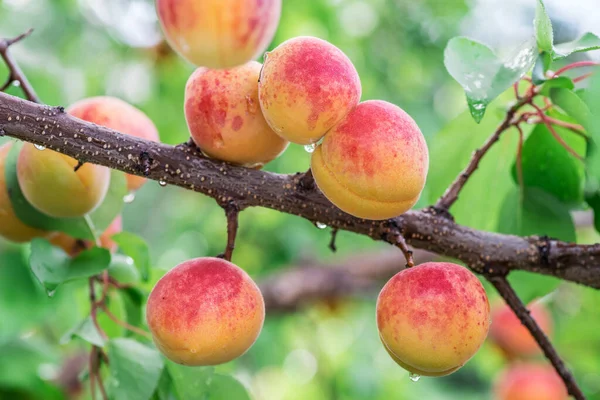 Ripe Apricots Orchard Tree Nature Background — Stock Photo, Image