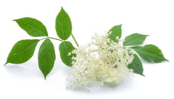 Inflorescencia Saúco Aislada Sobre Fondo Blanco —  Fotos de Stock