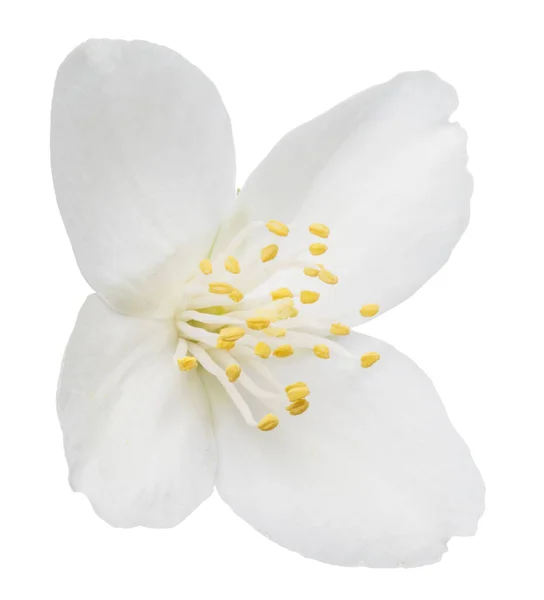 白地にジャスミンの花を咲かせます ファイルにクリッピングパスが含まれています — ストック写真