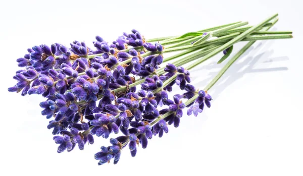 Bando Flores Lavandula Lavanda Isoladas Sobre Fundo Branco — Fotografia de Stock