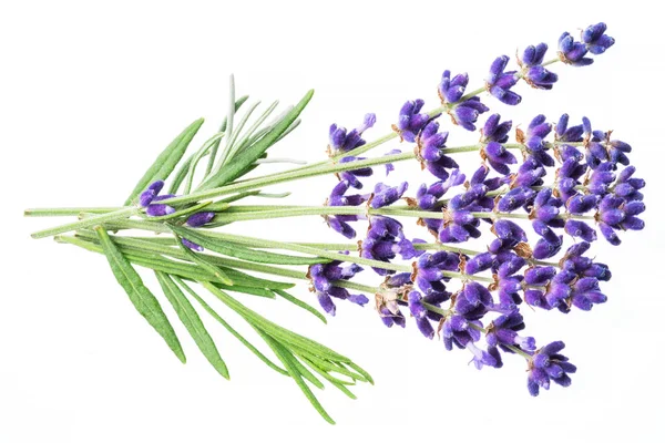 Bando Flores Lavandula Lavanda Isoladas Sobre Fundo Branco — Fotografia de Stock