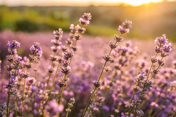 Colorful Flowering Lavandula Lavender Field Dawn Light Light Morning Mist — Stock Photo, Image