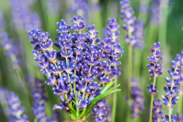 Monte Lavandula Fresca Mão Homem Campo Plantas Jovens Com Flores — Fotografia de Stock