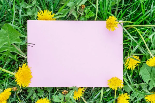 Geel Papier Leeg Het Groene Gras Paardebloemen Groen Gras Als — Stockfoto