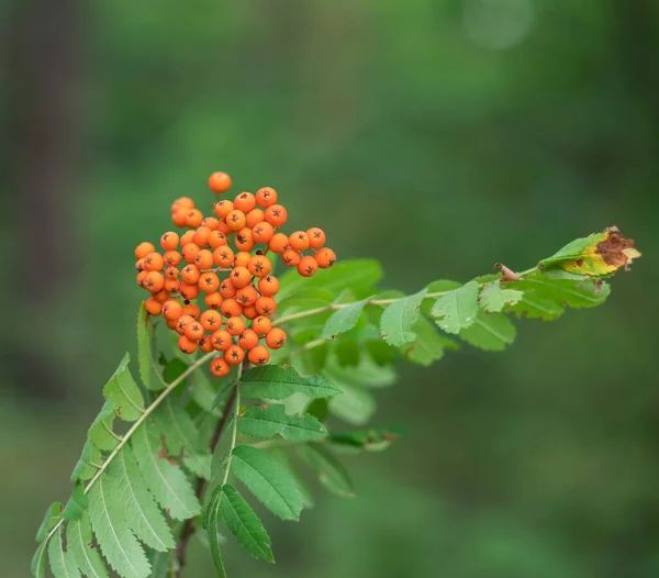 Europese Rowan Bessen Close Vage Groene Natuur Achtergrond — Stockfoto