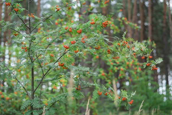 森の中にヨーロッパのローワンの木 閉じろ — ストック写真