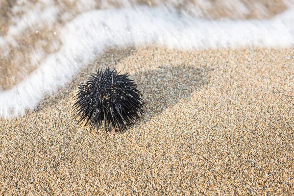 Urchin  at the coast line.The calm sea at the background.