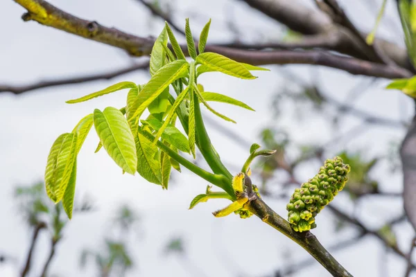 Folhas Recém Estouradas Nogueira Close Fundo Primavera — Fotografia de Stock