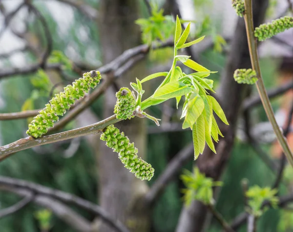 Ceviz Ağacının Taze Yaprakları Yakın Plan Bahar Arkaplanı — Stok fotoğraf