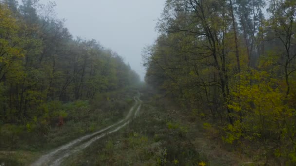 Pohyb Výšky Antény Podél Silnice Krásném Podzimním Lese Záběry Dronu — Stock video