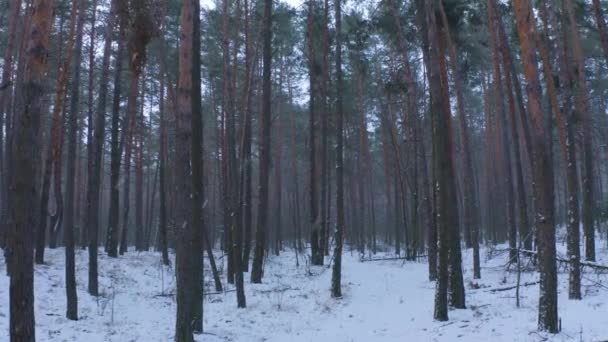 Flyg Rörelse Inne Vacker Vinter Gran Skog Med Fallande Snö — Stockvideo