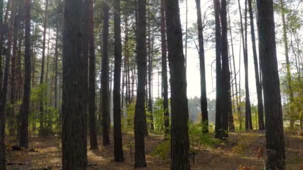 Cambio Estaciones Del Otoño Invierno Bosque Pinos Día Soleado Cámara — Vídeo de stock