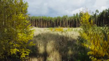 Güneşli bir günde bir çam ormanında mevsimler sonbahardan kışa değişir. Kamerayı ormanın derinliklerine doğru yavaşça hareket ettir..    