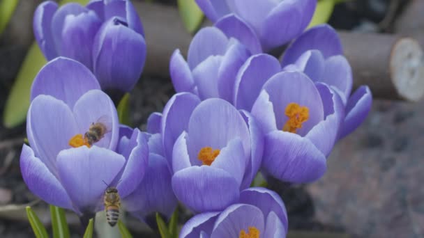 Bees Pollinate Crocus Flowers Sunny Spring Day Close Video Blackmagic — Stock Video